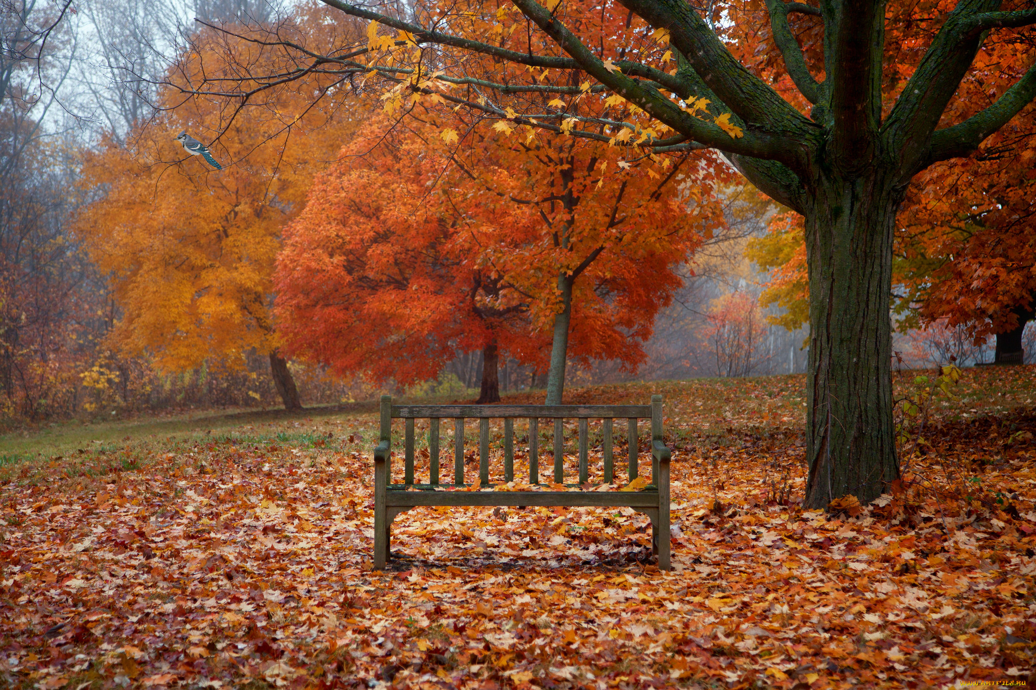 Fall scenes. Осенний парк. Осень в парке. Осенний парк с лавочкой. Осенний парк скамейка.